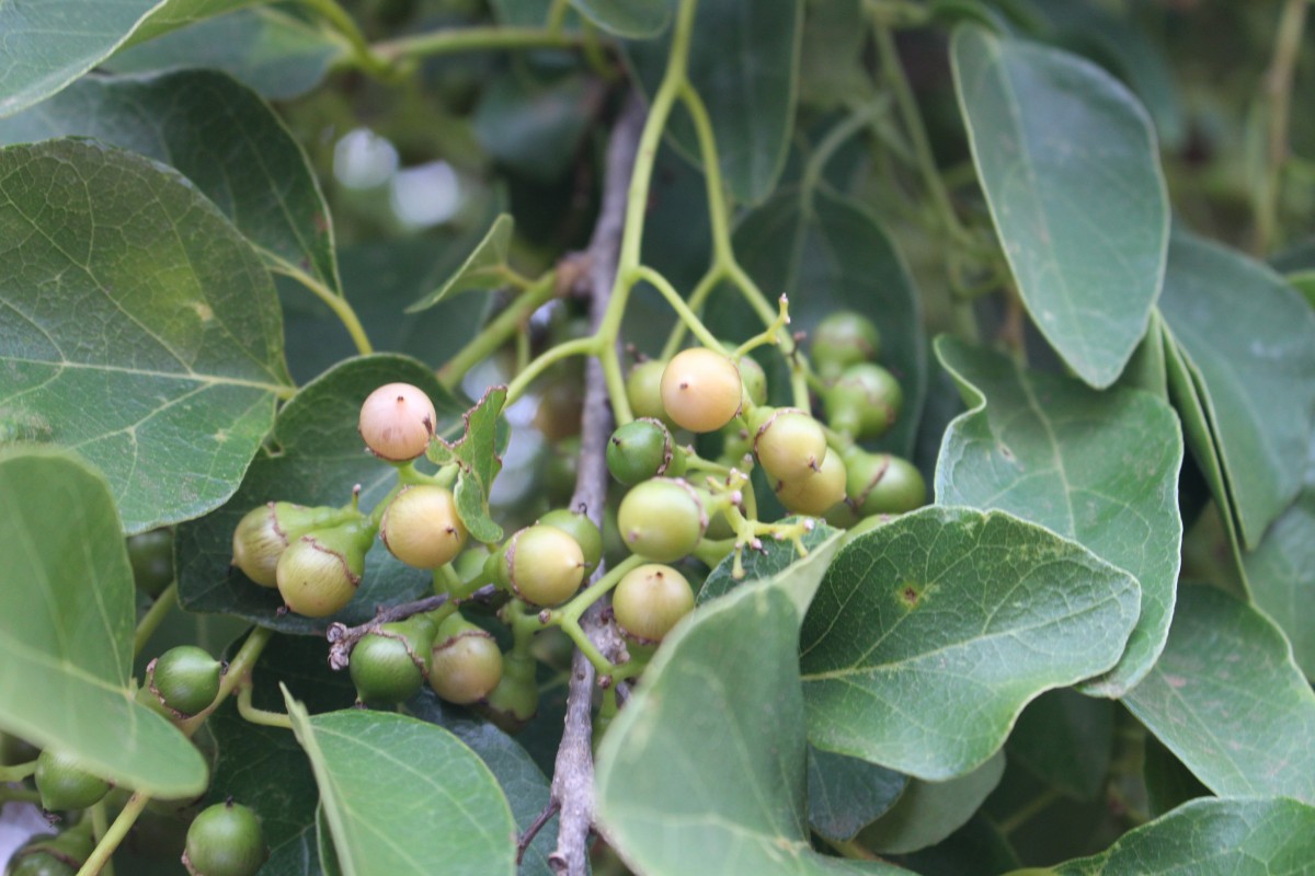 Boraginaceae